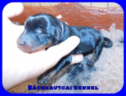 Bcskautcai Happy