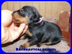 Bcskautcai Happy