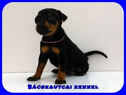 Bcskautcai Happy
