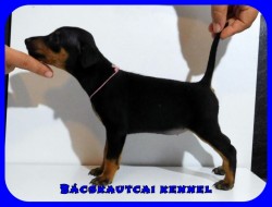 Bcskautcai Happy
