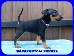 Bcskautcai Happy