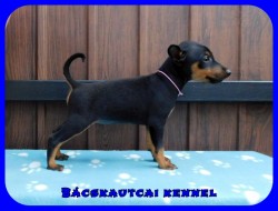 Bcskautcai Happy