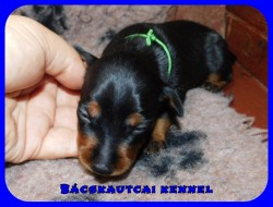 Bcskautcai Hulk