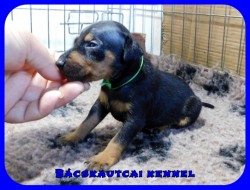 Bcskautcai Hulk