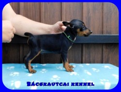 Bcskautcai Hulk
