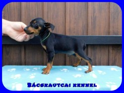 Bcskautcai Hulk