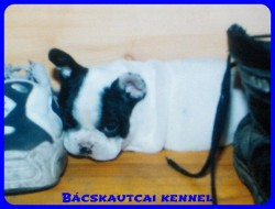 Bcskautcai Iza "Dagi"