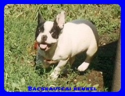 Bcskautcai Iza "Dagi"
