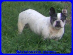 Bcskautcai Iza "Dagi"