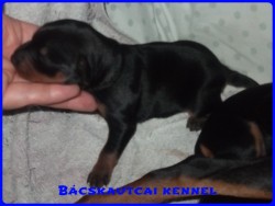 Bcskautcai Ifj Mogyor