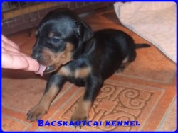 Bcskautcai Ifj Mogyor