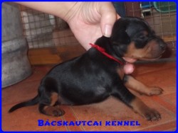 Bcskautcai Inez