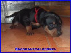 Bcskautcai Inez