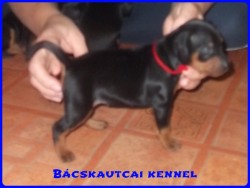 Bcskautcai Inez