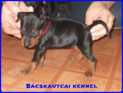 Bcskautcai Inez