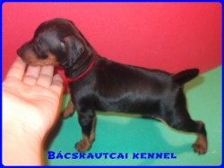 Bcskautcai Inez