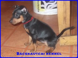 Bcskautcai Inez