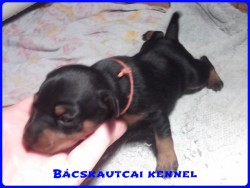 Bcskautcai risz