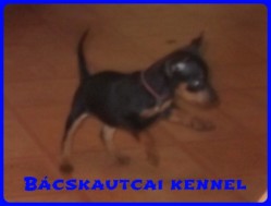 Bcskautcai risz