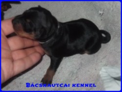 Bcskautcai Iza Pita