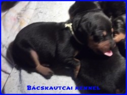 Bcskautcai Iza Pita