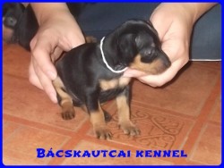 Bcskautcai Iza Pita