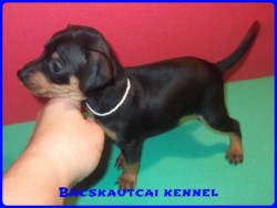 Bcskautcai Iza Pita