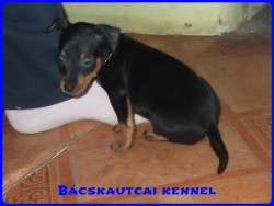 Bcskautcai Iza Pita