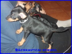 Bcskautcai Iza Pita