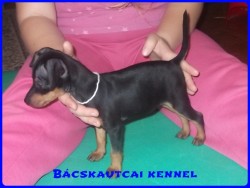 Bcskautcai Iza Pita
