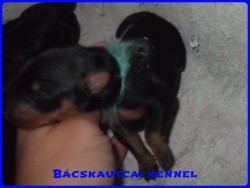 Bcskautcai Izgga Stich