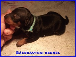 Bcskautcai Izgga Stich