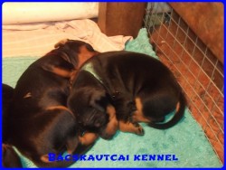Bcskautcai Izgga Stich