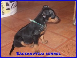 Bcskautcai Izgga Stich