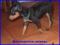 Bcskautcai Izgga Stich