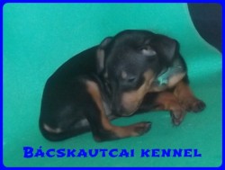 Bcskautcai Izgga Stich