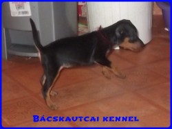 Bcskautcai Izgalmas Darki