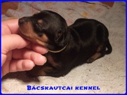 Bcskautcai Izmos Frenky