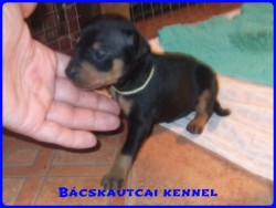 Bcskautcai Izmos Frenky