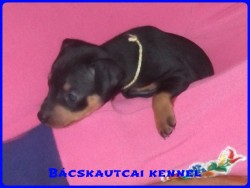 Bcskautcai Izmos Frenky