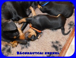 Bcskautcai Ida Borka
