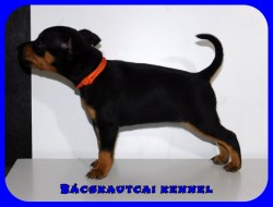 Bcskautcai Ida Borka