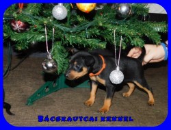 Bcskautcai Ida Borka