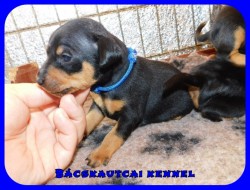 Bcskautcai Izgga Rusty