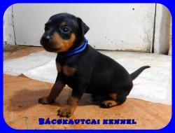 Bcskautcai Izgga Rusty