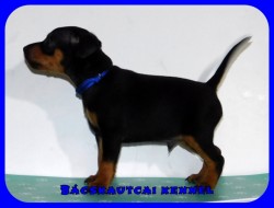 Bcskautcai Izgga Rusty
