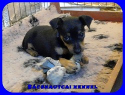 Bcskautcai Izgga Rusty