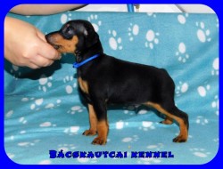 Bcskautcai Izgga Rusty