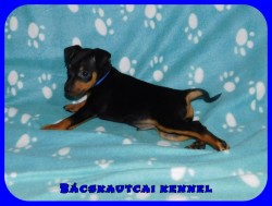 Bcskautcai Izgga Rusty