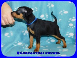 Bcskautcai Izgga Rusty